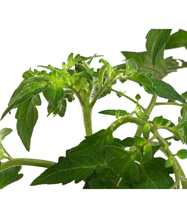  Cherrytomate 'Sungold'