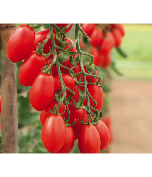  Mini San-Marzano Tomate 'Trilly'