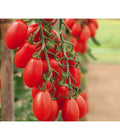  Mini San-Marzano Tomate 'Trilly'