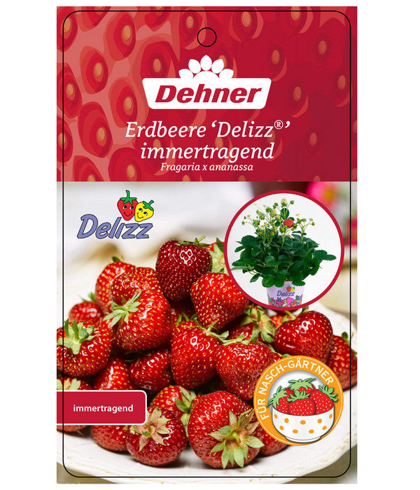  Erdbeere 'Delizz'