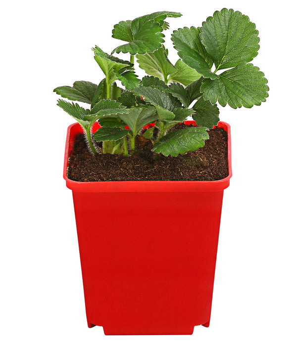  Erdbeere 'HUMMI® Rimona'