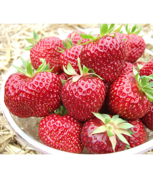  Erdbeere 'Hummi®-Meraldo'