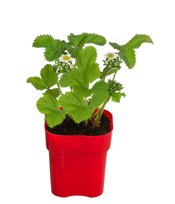  XXL Erdbeere 'Tago'
