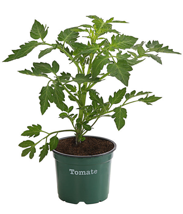  Bioland Tomate, Rundfruchtig