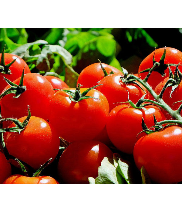  Bioland Tomate, Rundfruchtig