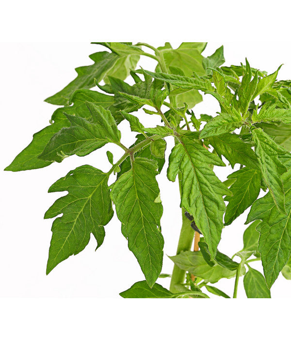  Bioland Fleischtomate