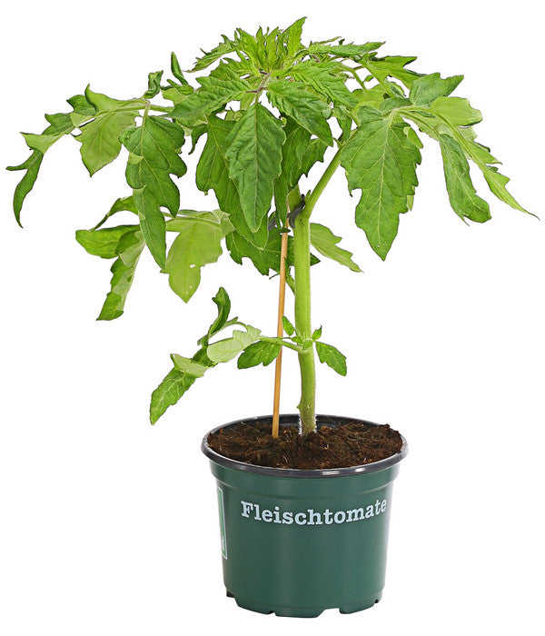  Bioland Fleischtomate