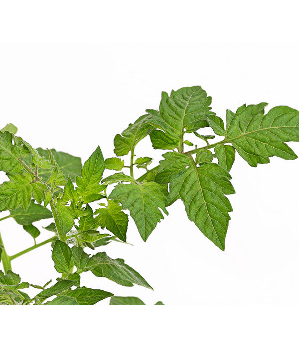  Bioland Cherrytomate