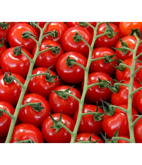  Bioland Cherrytomate