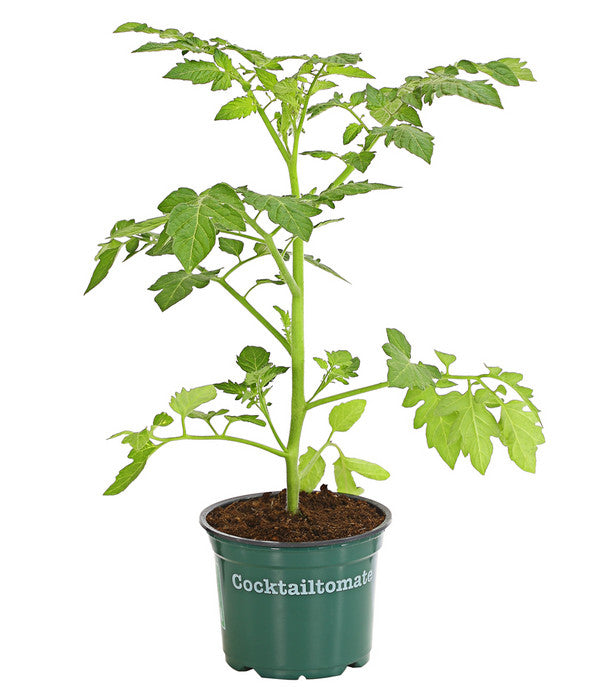  Bioland Cherrytomate
