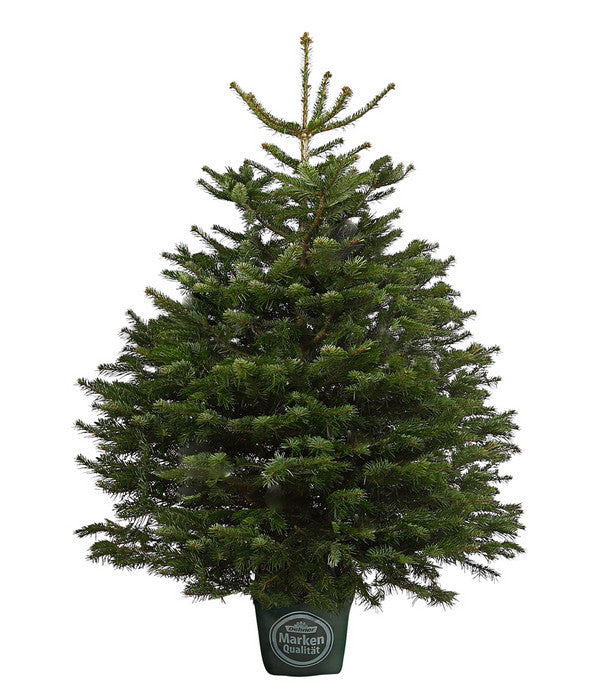  Nordmann-Tanne, Ca. 125-150 Cm, Im Topf Gewachsen