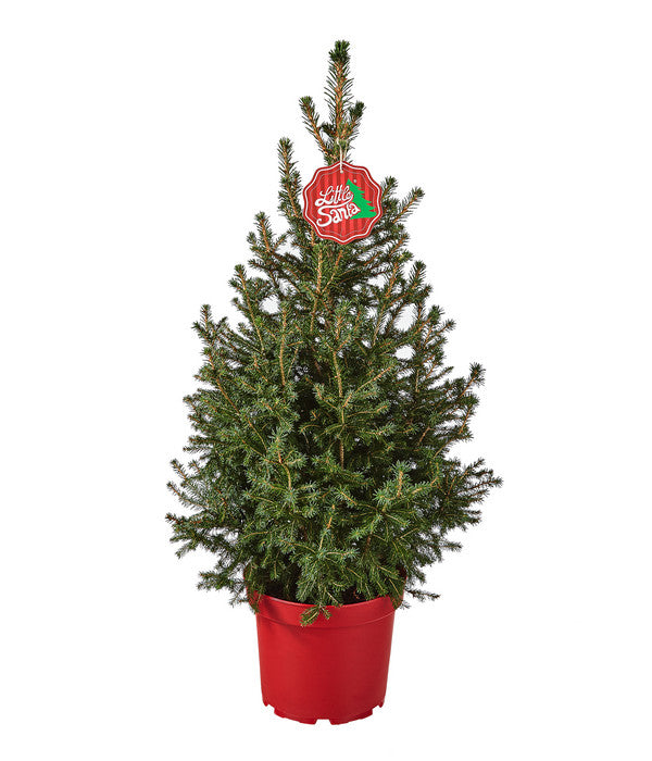  Weihnachtsbaum - Zwerg-Fichte 'Little Santa®'