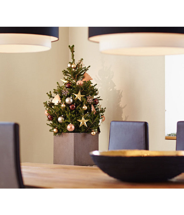  Weihnachtsbaum - Zwerg-Fichte 'Little Santa®'