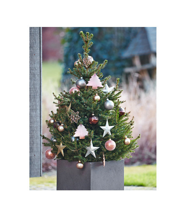  Weihnachtsbaum - Zwerg-Fichte 'Little Santa®'