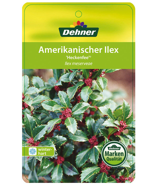  Stechpalme 'Heckenfee'
