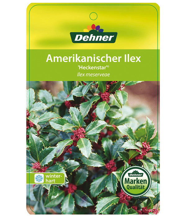  Stechpalme 'Heckenstar'