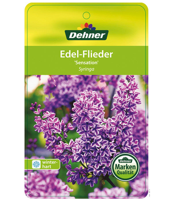  Edelflieder 'Sensation'