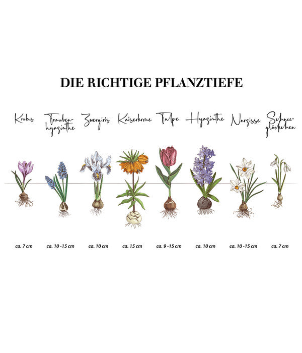  Dehner Blumenzwiebel 5 Monate Blütenpracht, 200 Stk.
