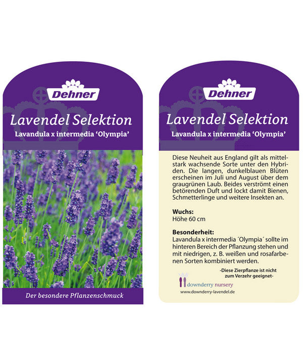  Lavendel 'Olympia'
