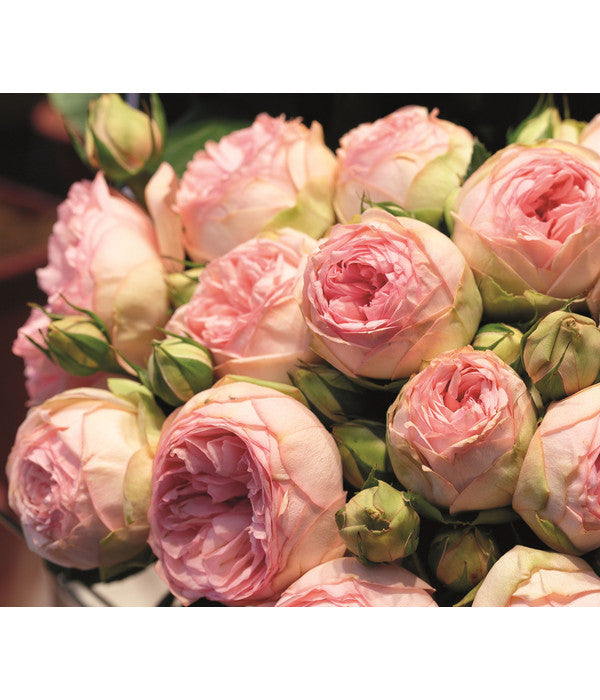  Edelrose - Noblesse® Spray Rose 'Lovely Rokoko®'
