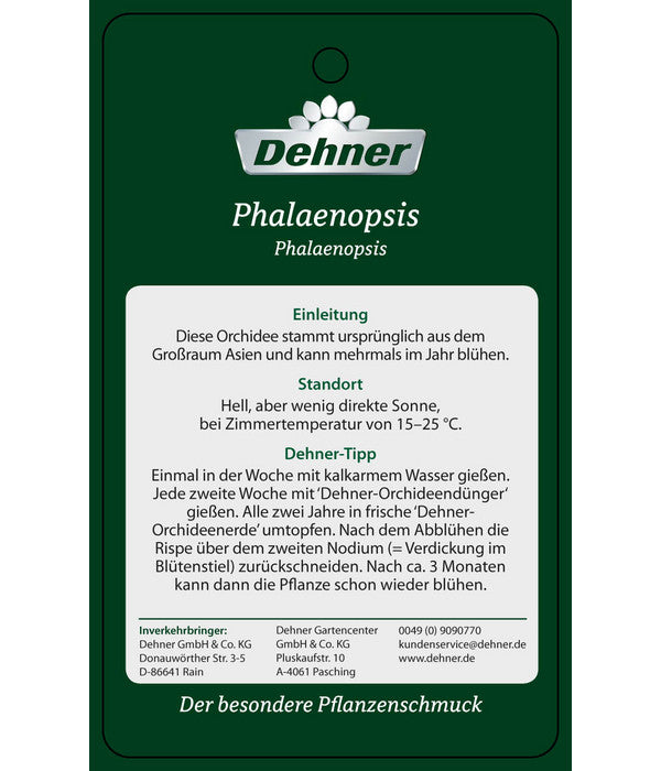  Schmetterlingsorchidee - Phalaenopsis Cultivars 'Umbrella', Verschiedene Sorten