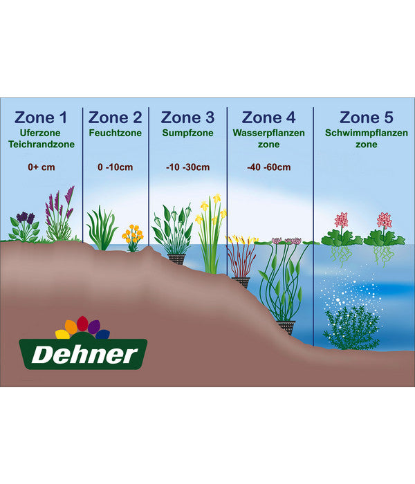  Wasserpflanzen-Set Biene, Verschiedene Sorten, 6er-Schale