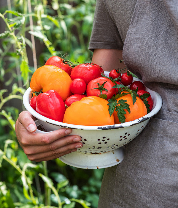  Tomate 'Garance'