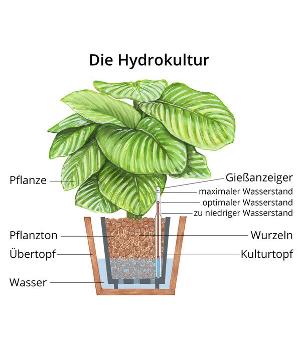  Bogenhanf - Sansevieria Trifasciata Var. Laurentii, Hydrokultur