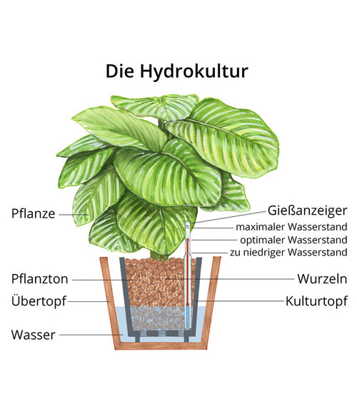  Baumfreund - Philodendron Cultivars 'Xanadu', Hydrokultur