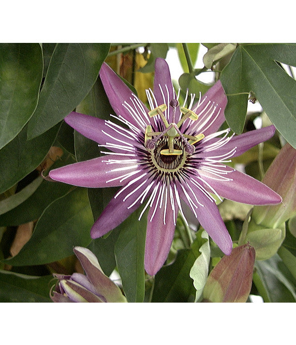  Passionsblume, Sonderfarben